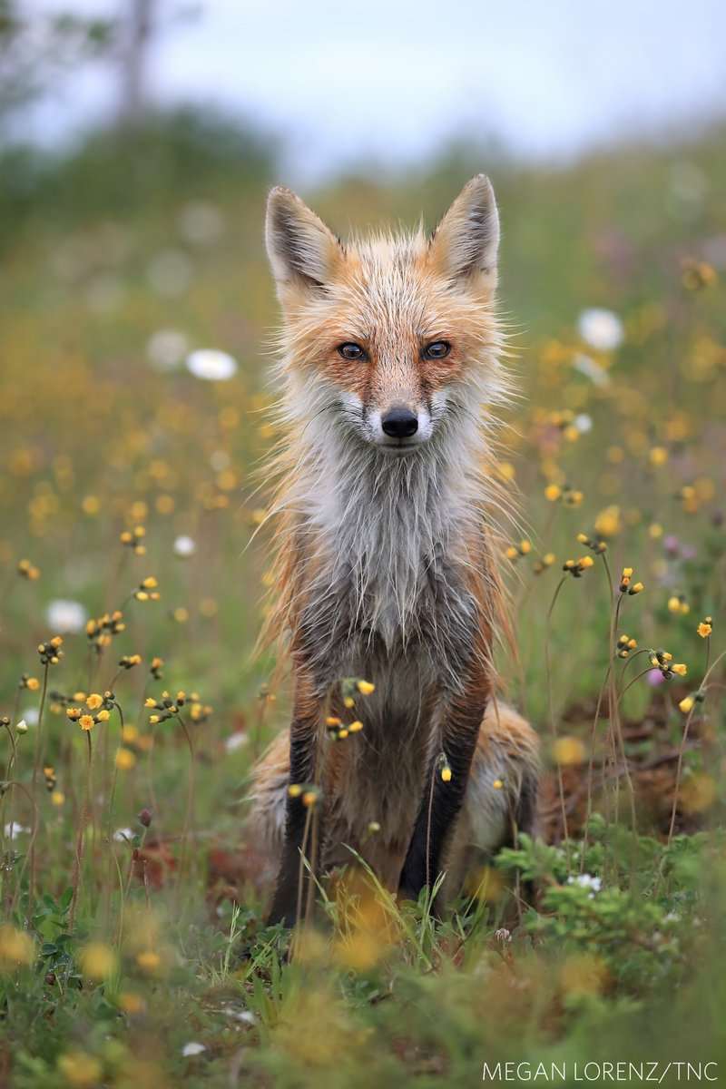 “Watching You Watching Me.” A red fox in Bonavista, Newfoundland.